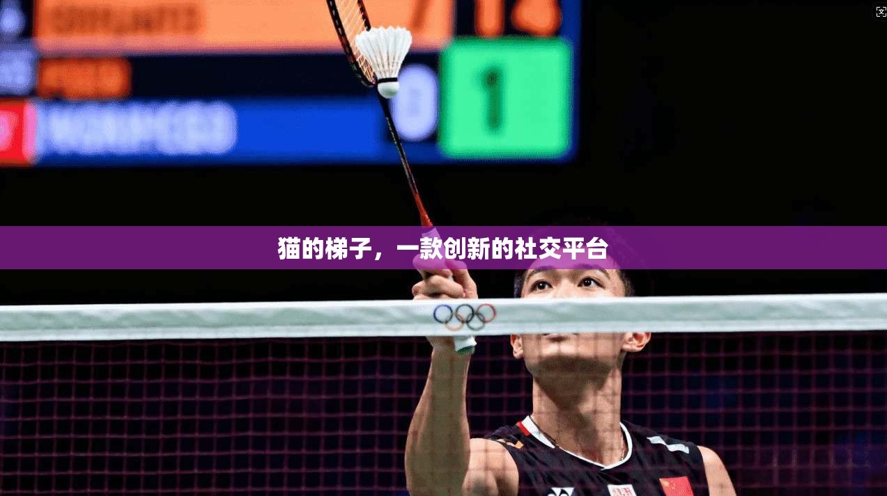 猫的梯子，一款创新的社交平台